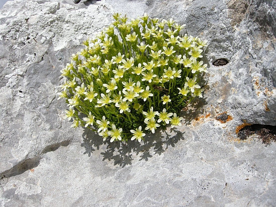 saxifraga exarata / Sassifraga solcata